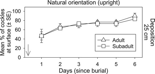 Figure 5. Cockle resurfacing success under deep sediment burial. Mean percentage (±SE) of adult versus sub-adult cockles found at the surface each day following the burial under 25 cm of sediment after being placed in a natural (upright) orientation. The arrow depicts the time of deposition.