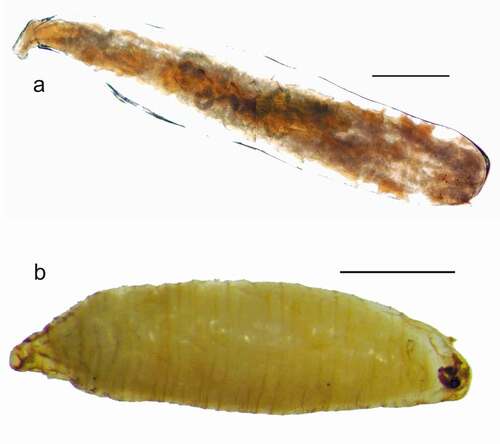 Figure 4. (a) First instar lava surrounded by a vitelline membrane. (b) Pupa. Scale bar = 0.1 mm