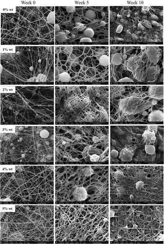 Figure 4. SEM images of sesamin-loaded PCL nanofibrous membranes subjected for in vitro hydrolysis degradation. The fibers were taken with SEM before submerge (week 0) and submerged for 5 and 10 weeks. The PCL without sesamin loaded (0%SM-PCL) and sesamin-loaded PCL (SM-PCL) nanofibrous membrane with different concentrations of loaded sesamin at 1–5 wt% (1%SM-PCL – 5%SM-PCL).