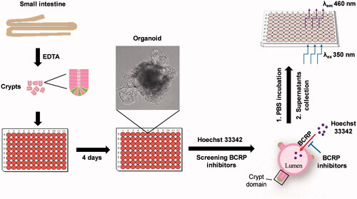 Figure 6. Schematic of approaches to screen inhibitors of BCRP using Hoechst 33342 transport in intestinal 3 D organoids. The crypts were isolated from mouse small intestine, and cultured to develop 3 D organoids. The cultured organoids were treated in BCRP fluorogenic probe substrate Hoechst 33342 with or without interesting compounds. The fluorescence intensity of Hoechst 33342 released from inner of the organoids was detected by microplate reader and the concentrations were calculated to screen inhibitors of BCRP.