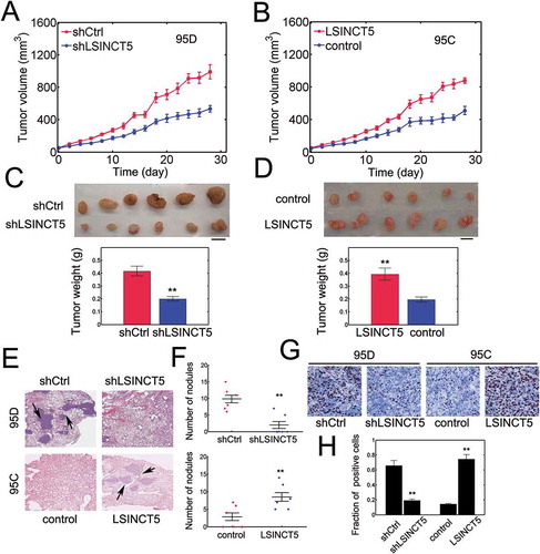 Figure 4. LSINCT5 promotes NSCLC progression in vivo. (A) Tumor volume was quantified every 2 days for 28 days in 95D cell xenograft mouse model. 95D cells were either transfected with pLKO1-shRNA-control (shCtrl) or pLKO1-sh-LSINCT5 (shLSINCT5). **: P < 0.01. (B) Tumor volume was quantified in 95C cell xenograft mouse model. 95C cells were either transfected with pWPXL-Vec (control) or pWPXL-LSINCT5 (LSINCT5). **: P < 0.01. (C) By the end of implantation, solid tumors were resected and weighted in either 95D shCtrl or shLSINCT5 xenograft tumors. Representative images were shown (top). Tumor weight was evaluated (bottom). **: P < 0.01. (D) Tumor weight was measured in either 95C pWPXL-Vec (control) or pWPXL-LSINCT5 (LSINCT5) xenograft tumors. Representative images were shown (top). Tumor weight was evaluated (bottom). **: P < 0.01. (E) H&E staining for lung sections. **: P < 0.01. ×100 magnification. (F) The number of metastatic nodules in lung sections was quantified. (G) Ki-67 staining for tumor slides. (H) Quantification of Ki-67 positive fractions. **: P < 0.01