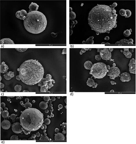 Figure 3. SEM images of spray-freeze dried trehalose/mannitol series (100/0—a; 75/25—b; 50/50—c; 25/75—d; 0/100—e) illustrating powder surface characteristics. The scale bars correspond to 100 µm.