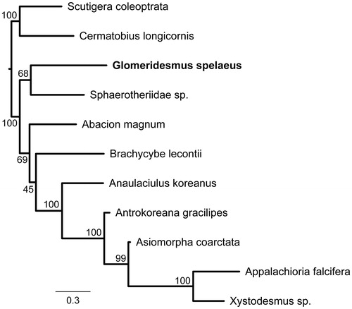 Figure 1. Maximum likelihood major-rule consensus tree showing the phylogenetic placement tree of Glomeridesmus spelaeus among Diplopoda species with available mitogenomes in GenBank. Bootstrap support values are shown near the clade branches.