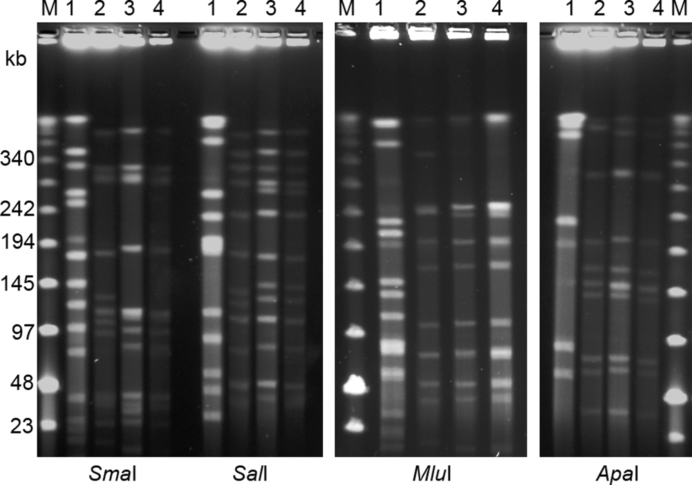Figure 2.  PFGE separation of macrorestriction digests of four avian C. botulinum type C strains using restriction enzymes SmaI, SalI, ApaI and MluI. Lane 1, strain 07-BKT002873; lane 2, 07-V891; lane 3, 07-BKT028387; and lane 4, 08-BKT015925. The outermost lanes contain a low range PFG marker (M). The pulse time was ramped from 1 to 40 s for 30 h at 4 V/cm.