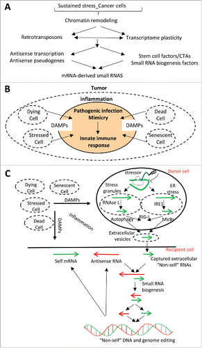 Figure 5. (A) Sustained stress situations trigger chromatin remodeling and the expression of retrotransposons, increasing the transcriptome diversity by impacting for example on antisense transcription. Gene expression reprogramming induced by sustained stresses and retrotransposons can lead to the expression of stem cell-restricted factors and Cancer/Testis Antigens (CTAs), some of which participate in small RNA biogenesis pathways. Antisense transcription of coding genes and of pseudogenes combined with the expression of small RNA biogenesis factors would contribute to the biogenesis of mRNA-derived small RNAs. (B) Tumor cells are in an inflammatory microenvironment due to the release or cellular secretion of DAMP molecules from dead, dying, stressed, or senescent cells. This inflammatory microenvironment mimics a virus infection, which triggers the cell-autonomous innate immune response. (C) In a stressed cell (donor cell), endoribonucleases (e.g., RNase L, IRE1) cleave stress-associated mRNAs in stress granules or on the endoplasmic reticulum. In the context of the tumor inflammatory microenvironment, mRNA fragments may trigger the cellular innate immune response through the activation of receptors like RIG-I and may be released or secreted into the extracellular space by multi-vesicular bodies (MVBs) and extracellular vesicles or by autophagy. A stressed “recipient cell” can capture extracellular RNAs, which (in the context of the tumor inflammatory microenvironment) may be “mistaken” for virus RNAs. The confusion of captured exogenous RNAs for virus RNAs (non-self RNAs), as well as endogenous antisense transcripts produced by the recipient cancer cell, could license mRNA-derived small RNAs to target the corresponding genomic loci for editing.