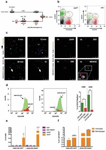 Figure 1. Co-culture in vitro of cancer stem cells and human monocytes generates hybrid cells.