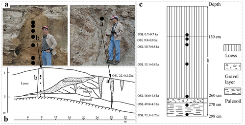 Figure 6. (A) Sand wedge profile at a roadcut at the southern side of the Yellow River near the Maqu Horse Farm on the Zoîgé Plateau on northeastern Qinghai-Tibet Plateau, Southwest China (data in Table 1) (Some of the information from Harris et al. (Citation2018). Notes: a) Sand wedge filling, and; b) The sample site for OSL dating in the overlying loess.). (B) Schematic diagram illustrating the section. (C) Schematic diagram illustrating sampling profile.