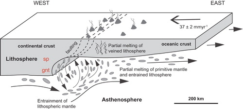 Figure 14. Cartoon cross section of Zealandia lithosphere in the context of ‘edge driven convection’ (after King and Anderson Citation1998; Demidjuk et al. Citation2007; Price et al. Citation2014) showing location of intraplate volcanoes and thermo-mechanical erosion (stylised) of base of lithosphere into upwelling asthenospheric mantle leading to magmatism and focusing through deep cross-lithosphere fractures.