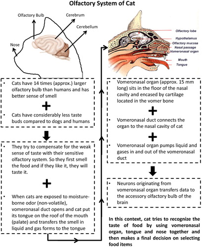 Figure 4. Parts of cat’s olfactory system and its role in determining the taste of Foods.