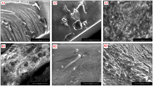 Figure 5. SEM images for the photopolymerized films A1 (CMA-1 + PEG-DMA), A2 (CMA-2 + PEG-DMA), A3 (CMA-3 + PEG-DMA), B1 (CMA-1 + BP-UDMA), B2 (CMA-2 + BP-UDMA) and B3 (CMA-3 + BP-UDMA) taken in cross section.