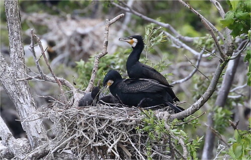 Figure 1. A great cormorant subspecies, Phalacrocorax carbo hanedae, photographed by R. Honda at Gongen-numa Pond in Aomori, Japan. Two species of cormorants, P. carbo hanedae and P. capillatus, are known to inhabit Japan, which can be distinguished by the shape of the yellow bare part at the base of their beaks. The individual in the photo can be identified as P. carbo hanedae because the yellow bare part at the base of the beak is not pointed at the corner of the mouth.