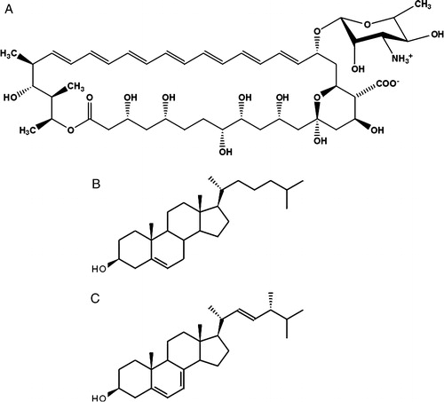 Figure 1.  Chemical structures of amphotericin B (A), cholesterol (B) and ergosterol (C).