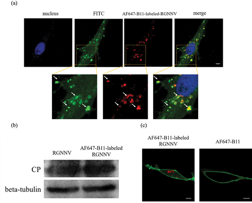 Figure 1. Imaging aptamer-labelled RGNNV particles (a) AF647-B11-labelled RGNNV (red) colocalizes with the anti-CP antibody labelling (green). GS cells were infected with AF647-B11-labelled RGNNV and fixed at 1 hpi for further IFA. The nucleus was stained with Hoechst 33,342. (b) AF647-B11 (200 nM) exerted no significant effects on RGNNV replication. GS cells were separately infected with RGNNV or AF647-B11-labelled RGNNV and collected at 36 hpi for western blotting. (c) AF647-B11 enters GS cells only when incubated with RGNNV particles. GS cells were separately incubated with AF647-B11-labelled RGNNV or AF647-B11 and fixed at 1 hpi. Cells were stained with DiO to highlight the cell membrane (green). Scale bar = 5 μm.