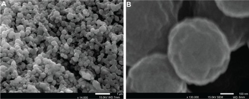 Figure 4 SEM images of Fbg nanospheres shown at different magnifications (image “A ×14,000” and image “B ×130,00” magnification).Abbreviations: Fbg, fibrinogen; SEM, scanning electron microscope.