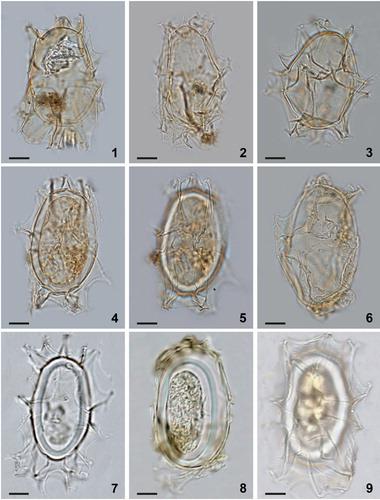 Plate 4. Bright-field photomicrographs of Spiniferites elongatus from (1–6) Hudson Bay surface sediments, (7) eastern Hudson Bay sediment trap deposits collected over July 2006, and (8, 9) western Hudson Bay sediment trap deposits collected from November to December 2005. Note the marked antapical suturocavation in the specimen in figure 7, and the differences in morphology between cysts produced over the same growing season (8 and 9). Figures 1 and 9 are examples of specimens that can be identified as Spiniferites elongatus – Beaufort morphotype. Scale bars = 10 μm.