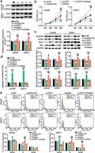 Figure 7. miR-129-5p restrained PCa cells survival whereas facilitated apoptosis by regulating CDT1. (a) The CDT1 protein expression was evaluated using western blotting assay in LNCaP and 22RV1 cells treated by si-CDT1. (b) The viability of LNCaP and 22RV1 cells treated by si-CDT1 was assessed using the CCK-8 assay. (c) Bax, Bcl-2, CyclinD1 and CDK4 protein levels were evaluated using western blotting assay in LNCaP and 22RV1 cells treated by si-CDT1 inhibitor. (d) The caspase-3 activity of LNCaP and 22RV1 delivered si-CDT1 was uncovered utilizing the caspase-3 activity assay. (e) Cell cycle of LNCaP as well as 22RV1 delivered si-CDT1 was assessed using flow cytometry assay. *P < 0.05, **P < 0.001 vs. si-NC; #P < 0.05, ##P < 0.001 vs. inhibitor-NC; &P < 0.05, &&P < 0.001 vs. si-CDT1+ inhibitor.