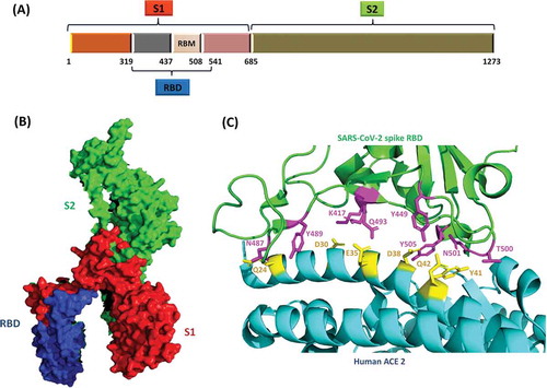 Figure 2. (a) Schematic of SARS-CoV-2 S protein and its subunits. S protein is the major determinant of receptor binding and pathogenesis in SARS-CoV-2. (b) SARS-CoV-2 S protein monomer (PDB ID: 6VXX). The S1 domain which contains the receptor binding domain (RBD) and receptor binding motif (RBM), is critical to the viral infectivity as it initiates the attachment of viral particle to the host cell. The S2 domain is responsible for the fusion of viral and host membranes leading to internalization of the virus. (c) Receptor binding domain (RBD) of SARS-CoV-2 bound to its host cell receptor, human angiotensin-converting enzyme 2 (hACE2) via specific amino-acid interactions (PDB ID: 6M0J). Interacting residues are shown as sticks at RBD-hACE2 interface.Citation70