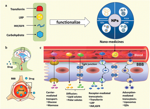 Figure 1. Model diagram of nanomedicines- penetrated across the blood brain barrier for treating brain diseases. BBB: blood-brain barrier; IGFR: insulin-like growth factors receptor; INR: insulin receptor; LRP: lipoprotein receptor-related protein; MSN: mesoporous silica nano-particles; NPs: nanoparticles; PLGA: lactic-co-glycolic acid; QDs: quantum dots.