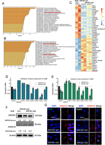 Figure 3 RNA-seq screening for potential targets of ZNF281 in HCC cells. (A and B) Bioinformatic analyses of down-regulated (B) or up-regulated (C) genes upon ZNF281 with Metascape online tools. (C) Identification of ANXA10 from the heatmap including top 40 DEGs. (D and E) Validation by RT-qPCR of selected DEGs in stable shZNF281 expressing HLE or Huh7 cells. (F) Western blotting confirmation of ZNF281 and ANXA10 expression in HLE cells with stable depletion of ZNF281. (G) Immunofluorescence for ZNF281 and ANXA10in HLE or Huh7 cells following ZNF281 depletion (bar=25 μm).