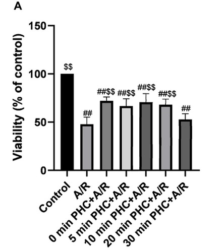 Figure 3 Effect of PHC postconditioning on cell viability. A/R significantly increase cell viability compared with the control group (P<0.01). PHC postconditioning (0 min, 5 mins, 10 mins, 20 mins and 30 mins) significantly decrease cell viability compared with the A/R group (P<0.01). Postconditioning at 30 mins has a less protecting effect compared with 0 min, 10 mins and 20 mins postcondition groups (P<0.01, respectively). There is no significant difference among 0 min, 10 mins and 20 mins postcondition group (P>0.05, respectively) (A). (n=6, ##P < 0.01 versus control group; $$P < 0.01 versus A/R group. Data are shown as mean±S.D.).