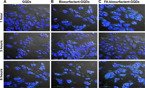 Figure 8 CLSM images of MCF-7 cells treated for 1, 3, and 6 hours with (A) GQDs, (B) biosurfactant-GQDs conjugate, and (C) FA-biosurfactant-GQDs conjugate. Scale for all images is 50 µm.Abbreviations: CLSM, confocal laser scanning microscopy; FA, folic acid; GQDs, graphene quantum dots.