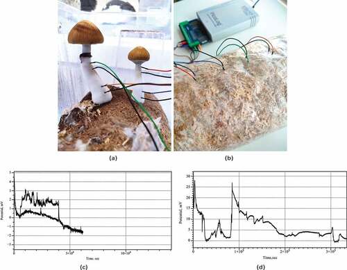Figure 1. Experimental setup. (a) Example of recording from Psilocybe cubensis basidiocarps. (b) Example of recording from Psilocybe tampanensis mycelium-colonized substrate and view of the experimental setup, in which the electrodes with cables and Pico ADC-24 are seen. (cd) Examples of electrical activity of (c) Psilocybe cubensis, two channels, and (d) Psilocybe tampanensis, one channel.