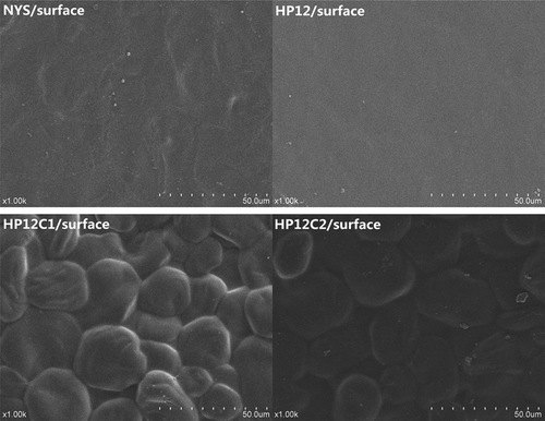 Figure 5. SEM images of starch-based films, surface.