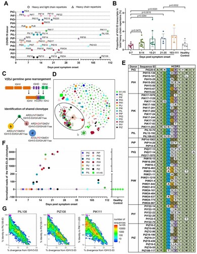 Figure 1. Shared VH3-53-derived antibodies were observed in individuals exposed to SARS-CoV-2. (A) Scheme of longitudinal sample collection and antibody repertoire sequencing. Circles indicate samples used for both heavy- and light-chain repertoire sequencing, while triangles indicate samples used for only heavy-chain repertoire sequencing. (B) Comparison of VH3-53 germline gene usage in heavy chain repertoires between different time points after the onset of symptoms. Statistical tests were performed by Student’s t-test (Unpaired, two-tailed). (C) Scheme of V(D)J gene rearrangement and identification of shared clonotype. Shared clonotype are defined as a group of sequences with the same V/J combination event, the same heavy chain complementary determining region (HCDR3) length, and HCDR3 amino acid sequences of 80% identity between different people. (D) Lineage structure of the VH3-53-J6 clonotype. Each dot represents a unique antibody clone, two dots are connected via a line if they have 80% amino acid similarity on HCDR3 region, the dot area represents the read count for each unique antibody clone, and different colours were used to distinguish different COVID-19 donors and healthy controls. (E) The HCDR3 sequence comparison of the VH3-53-J6 clonotype in the repertoires of different COVID-19 donors. (F) Presence of the shared VH3-53-J6 clonotype in repertoires of COVID-19 patients and healthy people. (G) Identity-divergence plot of three VH3-53 antibody clones (PtL108-83, PtZ108-117, and PtK111-203) from samples collected three months after hospital discharge. All VH3-53 sequences in the repertoires were plotted as a function of sequence divergence from VH3-53 germline gene and sequence identity to PtL108-83, PtZ108-117, and PtK111-203, respectively. Colour gradient indicated sequence density. The sequence with an identical HCDR3 with PtL108-83, PtZ108-117, and PtK111-203 are shown as magenta dots.