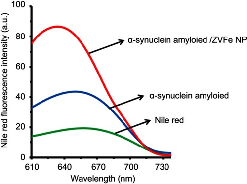 Figure 2 Effect of zero valent iron (ZVFe) NPs on surface hydrophobicity of α-synuclein as detected by nile red fluorescence assay after 45 h.