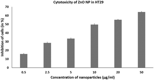 Figure 2. Anticancer activity of zinc oxide nanoparticles in HT 29 cells determined by trypan blue exclusion assay at concentrations ranging from 0.5 to 50 µg/ml. The error bar indicates means ± standard deviations from three independent experiments performed in triplicate.