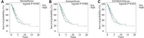 Figure 1 The influence of StromalScore, ImmuneScore and ESTIMATEScore on the prognosis of LUAD. Kaplan–Meier survival curve of LUAD patients with high or low StromalScore (A) ImmuneScore (B) and ESTIMATEScore (C) Green and blue lines represented high- and low- score groups, respectively.