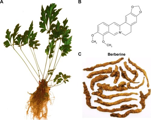 Figure 1 Plant of Rhizoma Coptidis (A), chemical structure of berberine (B), and Rhizoma Coptidis (C).