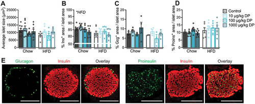 Figure 1. The metabolic effects of insystemicvivo DP exposure in male mice are not driven by changes in islet morphology or endocrine cell composition. Male mice were treated daily with vehicle or DP (10, 100, 1000 µg/kg per day) and fed chow or high fat diet (HFD) for 28 days; paraffin-embedded pancreas sections from these mice were analyzed by immunofluorescence staining to quantify islet morphology and endocrine cell composition. (a) Average islet size, (b) average % insulin (Ins)+ area, (c) average % glucagon (Gcg)+ area, and (d) average % proinsulin+ area per islet. (e) Representative images showing immunofluorescence staining of islets for insulin and glucagon, or insulin and proinsulin. Scale bars = 100 µm. All data are presented as mean ± SEM. Individual data points represent biological replicates (n = 3–8 biological replicates per condition). *p-value < .05 (two-way ANOVA with Tukey post-hoc).