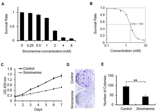 Figure 1 Sinomenine inhibits proliferation of ovarian cancer cell line HeyA8. (A) The survival rate of HeyA8 cells treated with different concentrations of sinomenine (0, 0.25, 0.5, 1.0, 2.0, 4.0, and 8.0 mM) for 48 hours were measured by CCK8 assay. (B) The IC50 of sinomenine was 1.56 mM in HeyA8 cells, which was calculated with the IC50 Calculator on the website (https://www.aatbio.com/tools/ic50-calculator). (C) The growth curves of HeyA8 treated with DMSO as control and sinomenine (1.56 mM) were measured by CCK8 assay. (D) HeyA8 treated with sinomenine formed fewer and smaller colonies than those treated with DMSO. (E) The number of colonies of HeyA8 cells treated with sinomenine and DMSO separately in (D), the value represents the mean ± SD for triplicate samples, **P<0.01, Student’s t-test.