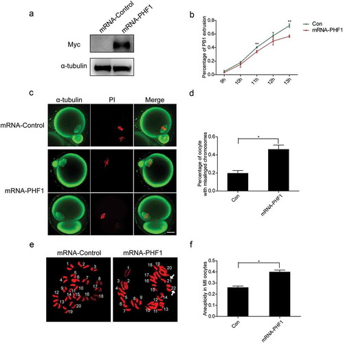 Figure 5. Raised level of PHF1 in oocytes disturbs the first polar body extrusion and chromosome alignment. (a) Western blot analysis was applied to confirm the microinjection of Myc-EZH2 into oocyte with a Myc antibody. The α-tubulin antibody was used as a loading control. (b) The rate of PB1extrusion between the control and mRNA-PHF1 groups at 11 h and 13 h were determined separately. Data were presented as mean ± SEM from three independent experiments, p < 0.01. (c) Increased level of PHF1 causes chromosome misalignment. Green: α-tubulin; Red: DNA. Scale bar = 20 μm. (d) Percentage of oocytes with chromosome misalignment at MII stage was quantified. Data were expressed as mean ± SEM from three independent experiments, p < 0.05. (e, f) Raised level of PHF1 in oocytes leads to aneuploidy. Chromosome spreading was performed in oocytes microinjected with the control or Myc-PHF1 mRNA and aneuploidy was seen (e). Percentage of aneuploidy occurrence was quantified (f). Data were expressed as mean ± SEM from three independent experiments, p < 0.05.