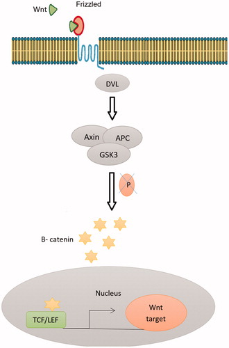 Figure 2. The canonical Wnt pathway (or Wnt/β-catenin pathway): an endogenous canonical Wnt pathway is active in stem cells: Wnt ligands are secreted and bind to their cognate receptor complex on the surface of receiving cells. The receptor complex consists of Frizzled, a 7-transmembrane domain receptor, and a low-density lipoprotein (LDL) receptor-related protein (LRP) coreceptor. The Drosophila homolog of this LRP coreceptor is called Arrow. The signal is transmitted through the intracellular protein Disheveled (Dsh/Dvl), which, in the presence of Wnt ligand binding, promotes inhibition of a destruction complex consisting of Axin, APC, and GSK3 (glycogen synthase kinase 3; Zeste-white 3/Shaggy in Drosophila). In the absence of a Wnt signal, the destruction complex phosphorylates B-catenin, targeting it for degradation by the proteasome. Inhibition of the of the destruction complex leads to an accumulation of cytoplasmic B-catenin and the subsequent translocation of B-catenin in to the nucleus. In the nucleus, B-catenin interacts with TCF/LEF transcription factors to regulate transcription of Wnt target genes. Destruction complex leads to an accumulation of cytoplasmic B-catenin and the subsequent translocation of B-catenin in to the nucleus. In the nucleus, B-catenin interacts with TCF/LEF transcription factors to regulate transcription of Wnt target genes.