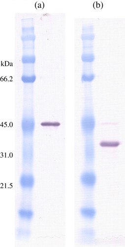 Figure 1.  Western blots showing the reaction of M24 positive serum against ABV N-protein. 1a: Purified, cloned ABV N-protein was separated on sodium dodecyl sulphide-polyacrylamide gel electrophoresis (SDS-PAGE). and blotted onto a plyvinylidene difluoride (PVDF) transfer membrane. It was incubated with positive M24 serum as described in the text. The protein has an apparent molecular weight of approximately 45kDa since it is tagged with a 6 kDa histidine tag. 1b: Western blot of an ABV-infected macaw brain separated on SDS-PAGE and incubated with M24 serum. The single reactive band of approximately 38 kDa corresponds to the predicted position of ABV N-protein.