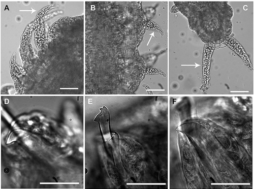 Figure 5. Light microphotographs of Haplosyllis eldagainoae sp. nov. A, Dorsal cirri, anterior end. B, Mid-body dorsal cirri. C, Anal cirri of pygidium. D, Acicula, mid-body. E, Chaetae, mid-body. F, Posterior acicula. Arrows of A and B pointing upper article of cirri, of C pointing long article. Scale bars: A–C = 50 μm, D–F = 20 μm. From Red Sea (MNCN 16.01/13171).