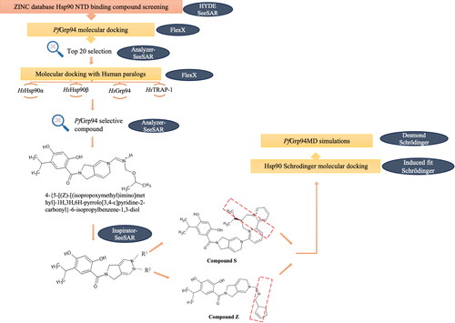 Figure 2. Schematic representation of the screening workflow of ATP-mimicking compounds targeting PfGrp94. The ZINC data base was probed for Hsp90 NTD-binding compounds and screened for selectivity towards PfGrp94 binding using BioSolveIT software. The red box for Compound S and Compound Z indicates the structural changes (compared to Compound 653) that was made to increase selectivity to PfGrp94.