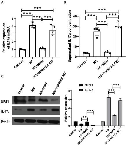 Figure 4 HS-induced IL-17a expression was moderated by NMN treatment through SIRT1. (A) The relative expression of IL-17a mRNA in control group, CEC in HS status, NMN-treated CEC in HS status and NMN+Ex527-treated CEC in HS status, n=4, data presented as mean ± SD. One-way ANOVA with SNK multiple comparisons test. ***P<0.001. (B) The supernatant content of IL-17a in control, CEC in HS status, NMN-treated CEC in HS status and NMN+Ex527-treated CEC in HS status, n=4, data presented as mean ± SD. One-way ANOVA with SNK multiple comparisons test. ***P<0.001 (C) The protein levels of SIRT1 and IL-17a in control group, CEC in HS status, NMN-treated CEC in HS status and NMN+Ex527-treated CEC in HS status. n=3, data presented as mean ± SD. One-way ANOVA with SNK multiple comparisons test. **P<0.01; ***P<0.001.