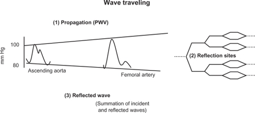 Figure 2 Progression of the pressure wave along the aortic tree. Three steps are involved: propagation, reflection, and summation of the incident and the reflected waves.