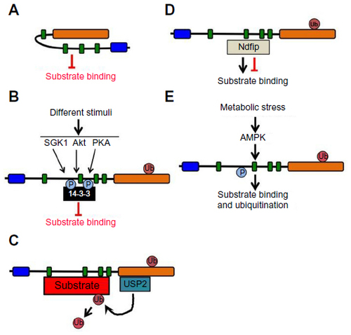 Figure 3 Nedd4-2 activity and binding to substrates can be regulated in several ways.