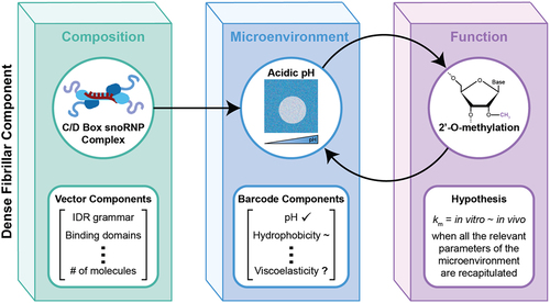 Figure 3. Example schematic of the relationship between composition, microenvironment, and function of the DFC. generally, the composition of a particular condensate can be described by a vector that includes IDR grammar features, binding domains, number of molecules, etc. The composition of the condensate then dictates the microenvironment, which is defined by a barcode of features including pH, hydrophobicity, and viscoelasticity, and the function of the condensate. Specifically, the compositional features of the C/D Box snoRNP Complex, including the RG-rich IDR, the K block + E-rich regions IDRs, and the RNA-binding domains, contribute to the unique microenvironment and function (2’-O-methylation) of the DFC.