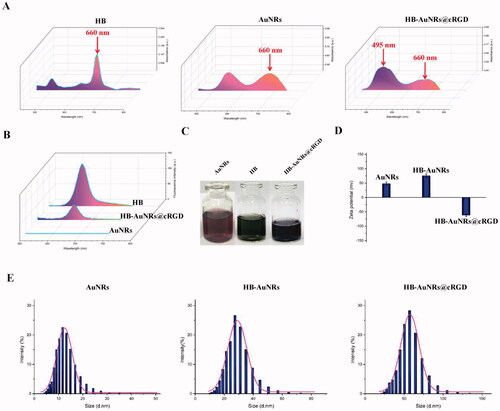 Figure 2. Characterization of HB-AuNRs@cRGD. (A) UV–vis spectra, (B) fluorescence emission spectra, (C) photographs, (D) surface charges (zeta-potential), and (E) size distribution of HB, AuNRs, and HB-AuNRs@cRGD.