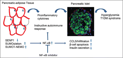 Figure 2. Model for the role of SENP1 in T1DM. Shao et al., p. 273.