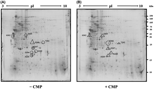 Fig. 3. Two-dimensional gel electrophoretic images of protein extracts of the L. monocytogenes Scott A biofilm cells in the absence (A) and presence of 0.4 mg/mL of CMP (B).Note: The crude protein extracts (500 μg) were separated on pH 3.0–10.0 non-linear IPG strips and followed by 12.5% SDS-PAGE. The proteins were separated, detected by blue silver staining, and the data were analyzed as described in the experimental procedure.