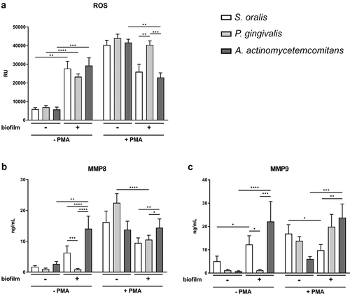 Figure 3. ROS production and MMP secretion of neutrophils in response to the different biofilms in the presence or absence of PMA. (a) ROS was determined for 3 h by DCF-DA and means (± SEM) of the 3 h time point are shown in the bar graph. (b) MMP-8 and (c) MMP-9 were measured by ELISAs in the supernatants collected after biofilm incubation for 3.5 h. The bar graphs represent the means (± SEM). ROS production and MMP secretion were determined from four donors in technical triplicates. Differences between the groups were analyzed using two-way ANOVA with Bonferroni correction. *p < 0.05; **p < 0.01; ***p < 0.001; ****p < 0.0001