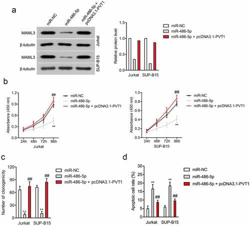 Figure 4. PVT1 regulated the cell viability and apoptosis of ALL cells through regulating miR-486-5p. (a) Jurkat and SUP-B15 cells were transfected with miR-NC, miR-486-5p, or miR-486-5p + pcDNA3.1-PVT1. The expression of MAML3 was determined by Western blot. (b) CCK-8 assay for transfected Jurkat and SUP-B15 cells. (c) Colony formation analysis of colony formation in Jurkat and SUP-B15 cells. (d) The apoptosis of Jurkat and SUP-B15 cells after transfection was detected using flow cytometry assay. **P< 0.01 compared to miR-NC, ##P< 0.01 compared to miR-486-5p.