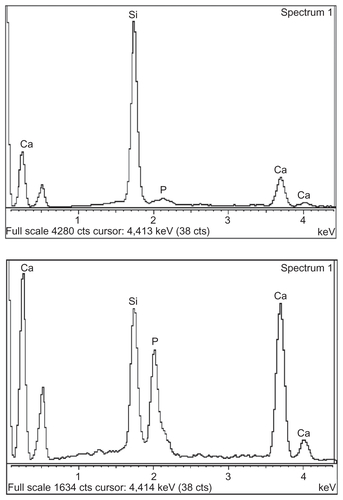 Figure S2 Electrodiagnostic studies corresponding to the surface of mesoporous bioactive glass and polycarplolactone scaffolds before (top) and after (bottom) extracellular matrix component coating.