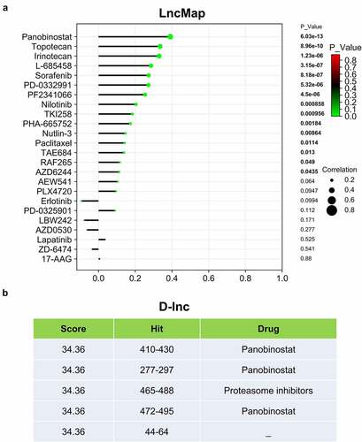 Figure 7. LINC00313 related drug screening. (A) LncMap analysis of the correlation between LINC00313 expression and the IC50 of various drugs. (B) D-lnc online tool predicts the score and binding site of drugs that may interact with LINC00313. Hit represents the position where the drug acts on LINC00313.